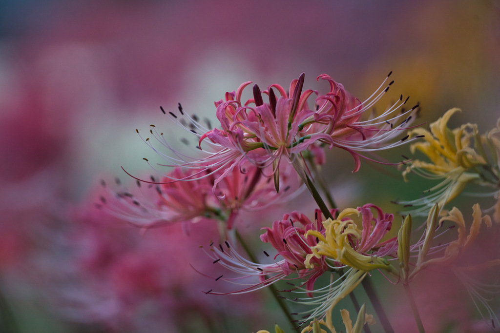 IMG_6331-500mm-F4,0-250917-Luminar Neo_ 