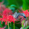 BS6T2584-280mm-F5,0-240928-Luminar Neo_.