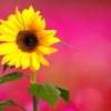 BS6T2221.....SILKYPIX_10__ 9_2-----3 ...