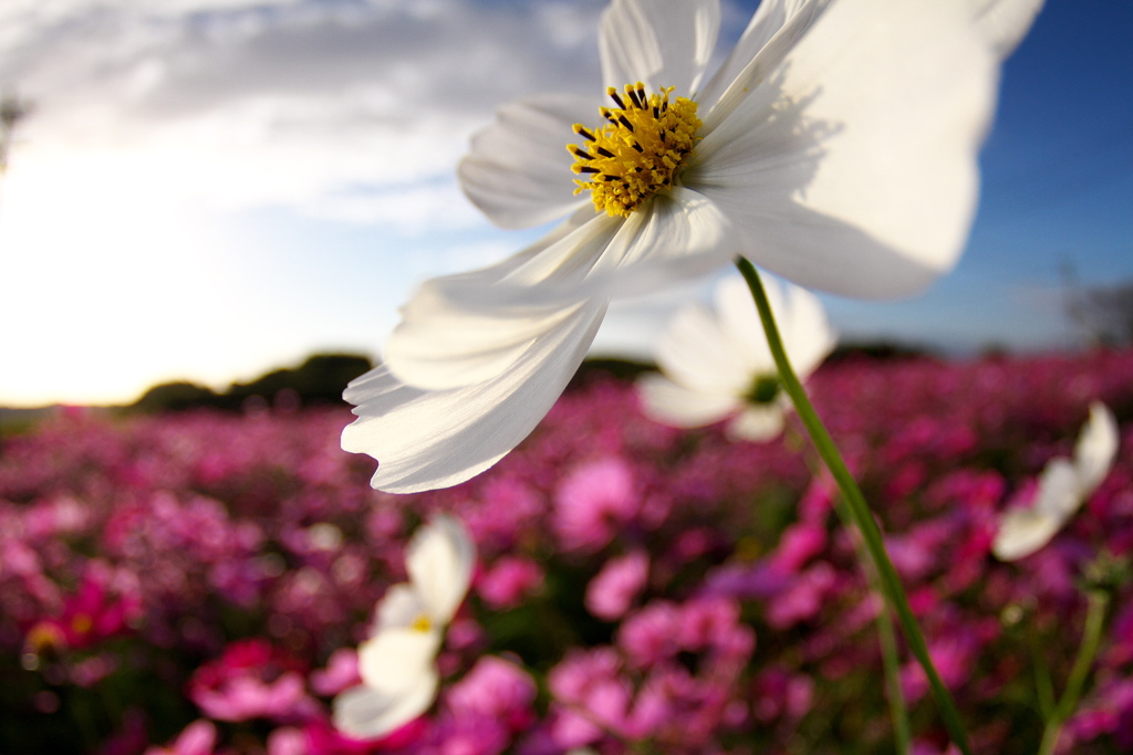 IMG_7174......SILKYPIX_DS_PRO.....
