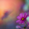 BS6T9587 (5)-500mm-F4,0-221015-Luminar N