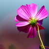 BS6T2899......SILKYPIX_DS_PRO....9-2..21