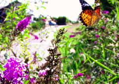093A8448......SILKYPIX_DS_PRO....03.