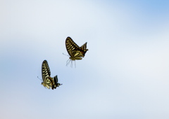 IMG_0360......SILKYPIX_DS_PRO....6.