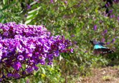 IMG_4675......SILKYPIX_DS_PRO....03.