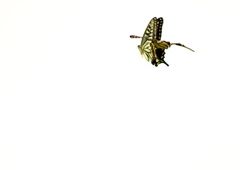 IMG_0349......SILKYPIX_DS_PRO...3..