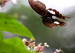 IMG_7602...SILKYPIX..4.