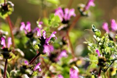 IMG_4060......3.....2..5....