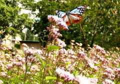 093A1287......SILKYPIX_DS_PRO..3...