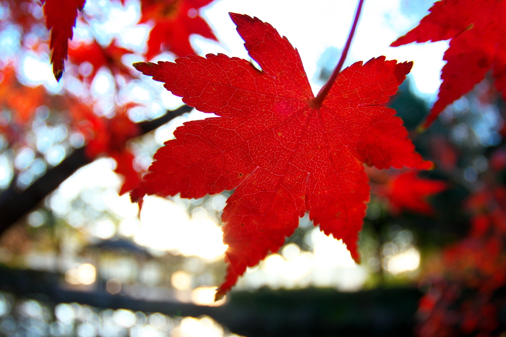093A4419......SILKYPIX_DS_PRO...9..