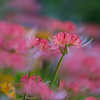 IMG_5047-500mm-F4,0-240909-Luminar Neo_.