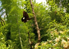 IMG_7188......SILKYPIX_DS_PRO...9..3