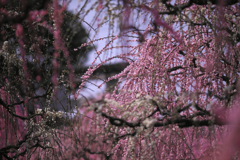 BS6T6972-135mm-F2,0-230308-....SILKYPIX_