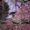 BS6T6972-135mm-F2,0-230308-....SILKYPIX_