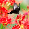 BS6T9102......SILKYPIX_DS_PRO...9-2...