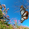 BS6T6856.....SILKYPIX_10__9---5  .....22
