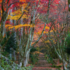 BS6T0411-85mm-F9,0-231127-..Luminar AI..