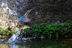 093A7917.CR2....gimp......SILKYPIX...