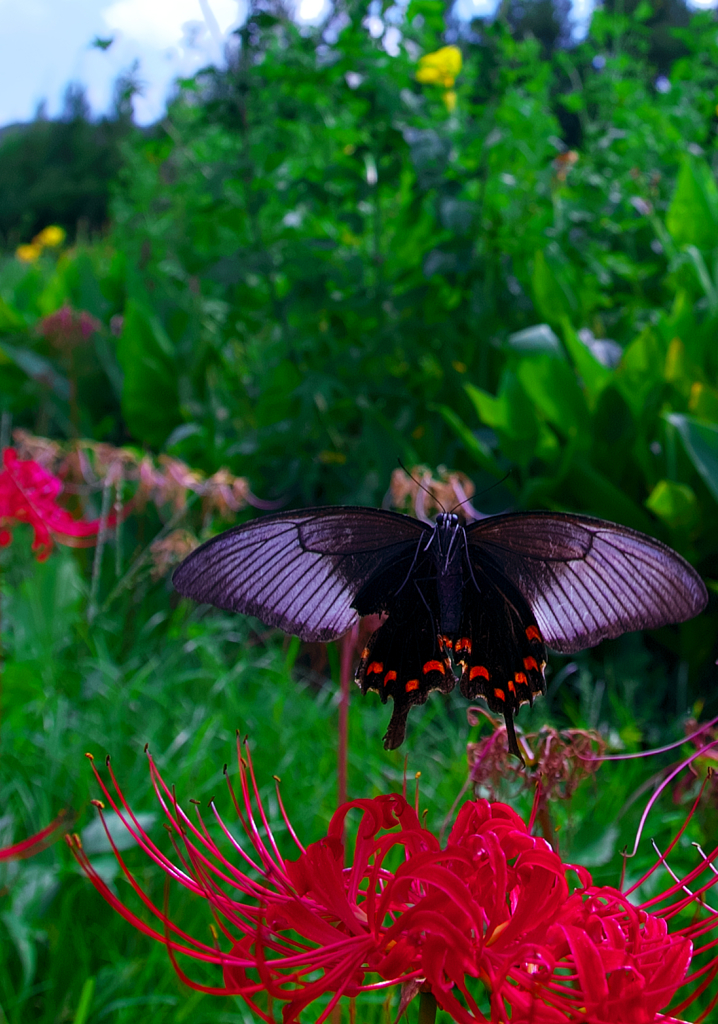 BS6T8740-18mm-F5,0-230928-....SILKYPIX_4