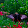 BS6T8740-18mm-F5,0-230928-....SILKYPIX_4