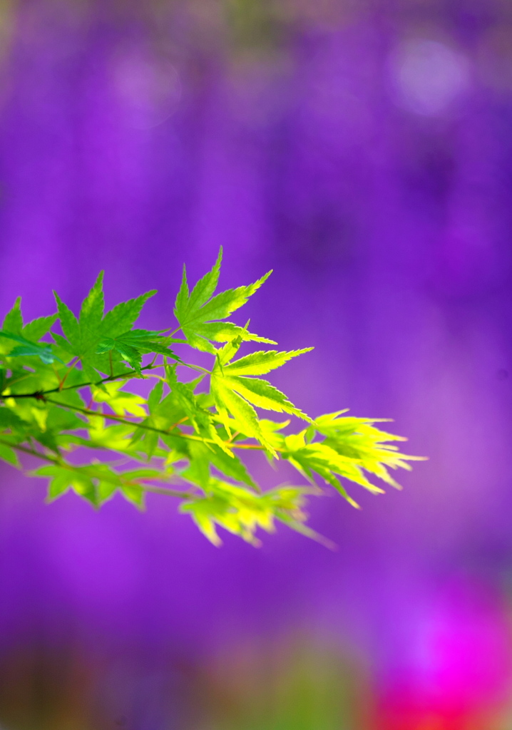 BS6T5128.....SILKYPIX_10__7------3_2--彩度