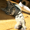093A1794......SILKYPIX_DS_PRO....9..2111