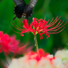 BS6T0827-280mm-F5,0-230922-....SILKYPIX_