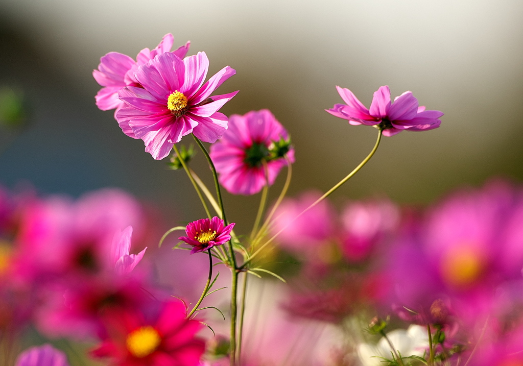093A3846......SILKYPIX_DS_PRO.....