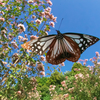 BS6T8660-15mm-F16-231102-....SILKYPIX__2