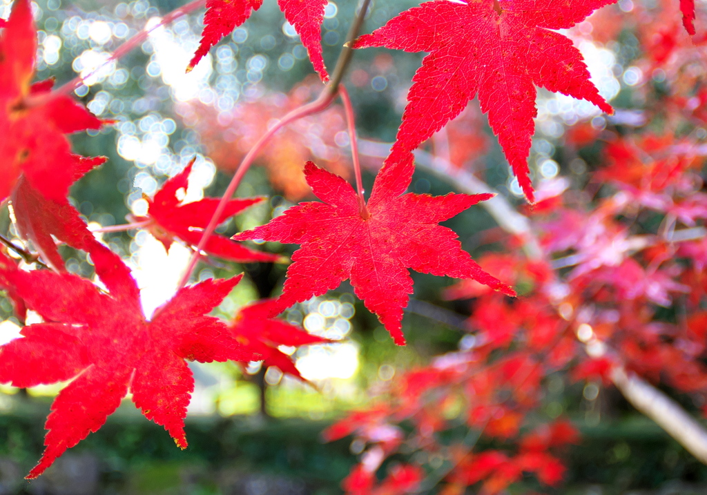 093A4012......SILKYPIX_DS_PRO..0...