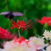 BS6T0828-280mm-F5,0-230922-....SILKYPIX_