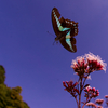 BS6T7989-15mm-F6,3-231027-....SILKYPIX_3