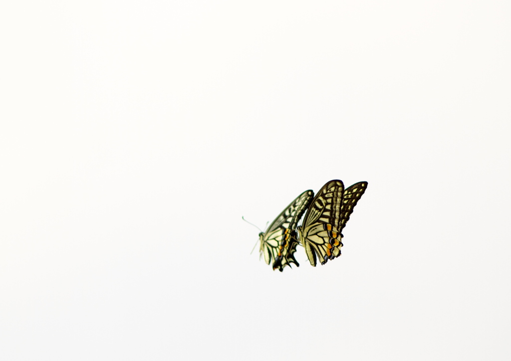IMG_0350......SILKYPIX_DS_PRO...3..