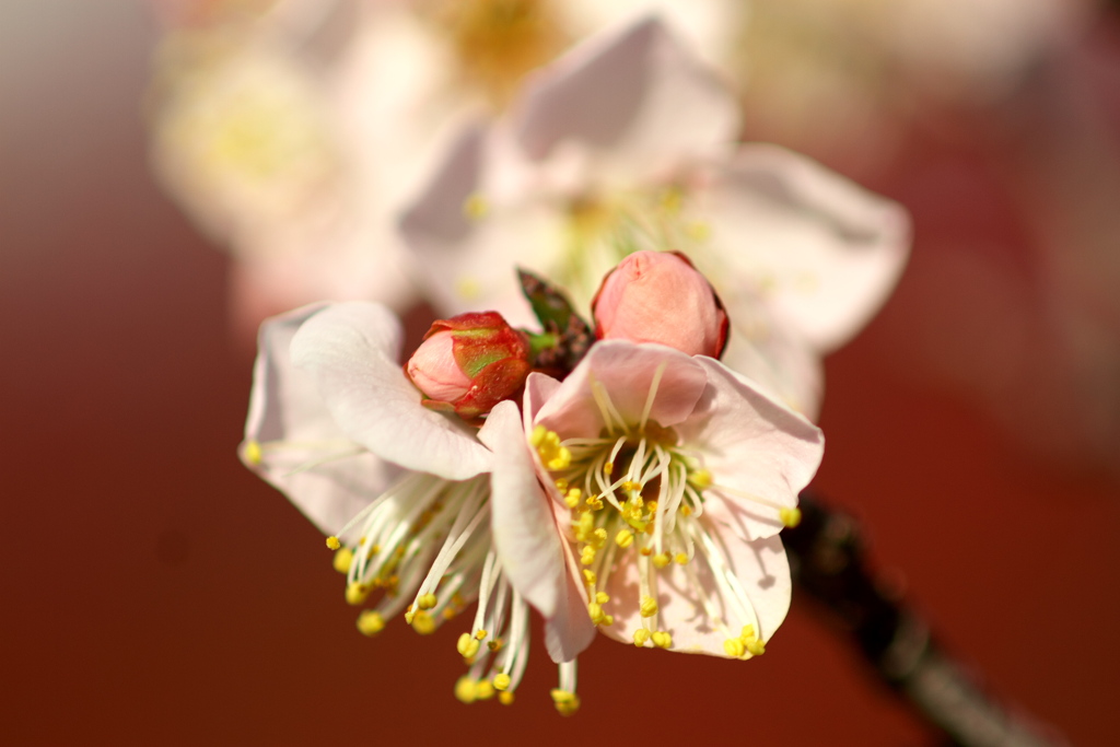 IMG_8829......SILKYPIX_DS_PRO....7.