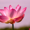 093A3693......SILKYPIX_DS_PRO....75.
