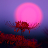 BS6T3842-500mm-F5,0-230928-....SILKYPIX_