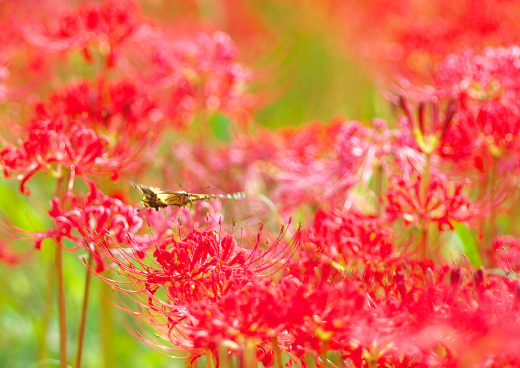 IMG_9986......SILKYPIX_DS_PRO...7..