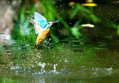 093A2590......SILKYPIX_DS_PRO...13..