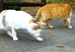 IMG_5075......SILKYPIX_DS_PRO...33..