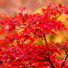 093A8510......SILKYPIX_DS_PRO...935..