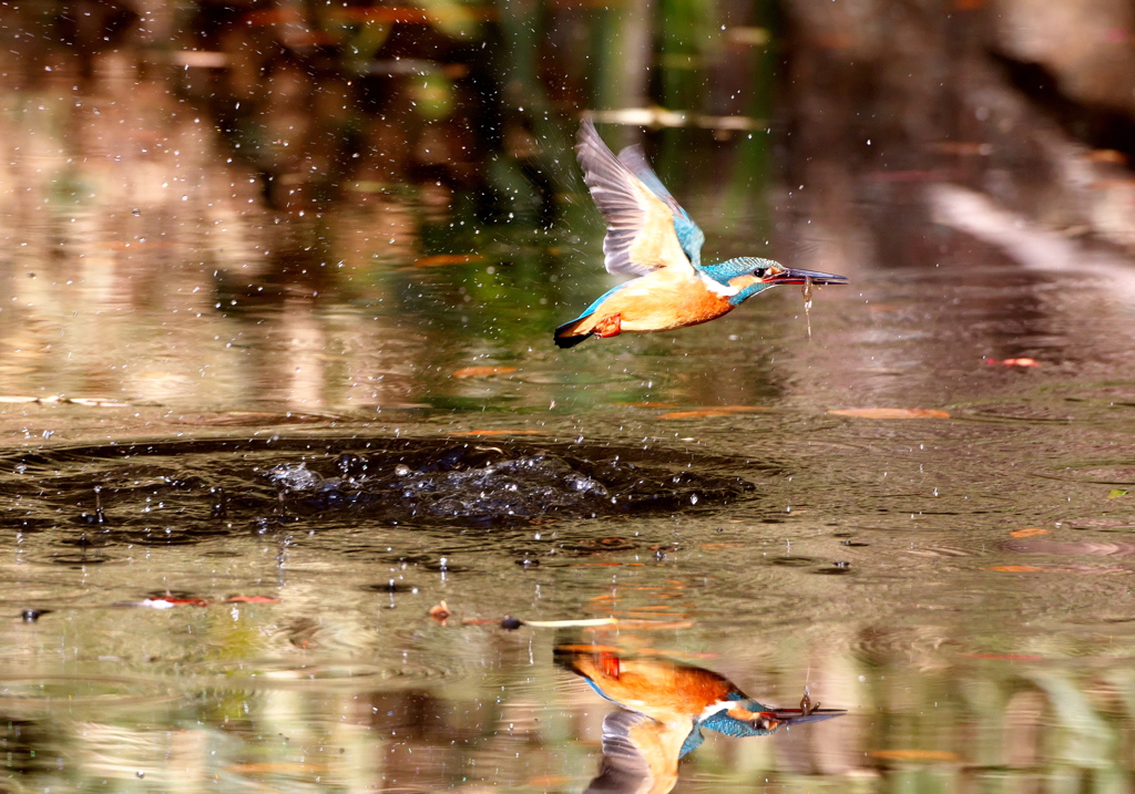 093A5202......SILKYPIX_DS_PRO...7..