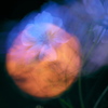 BS6T8898.....SILKYPIX_10__ 7__2-5 .....2