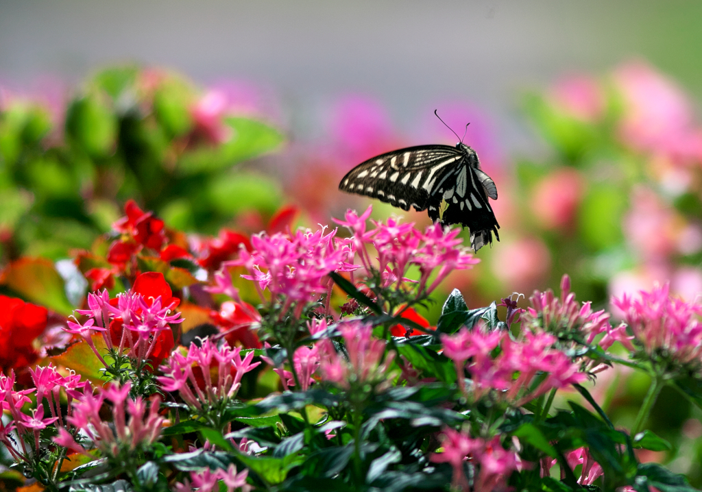BS6T1354-280mm-F4,0-220921-....SILKYPIX_