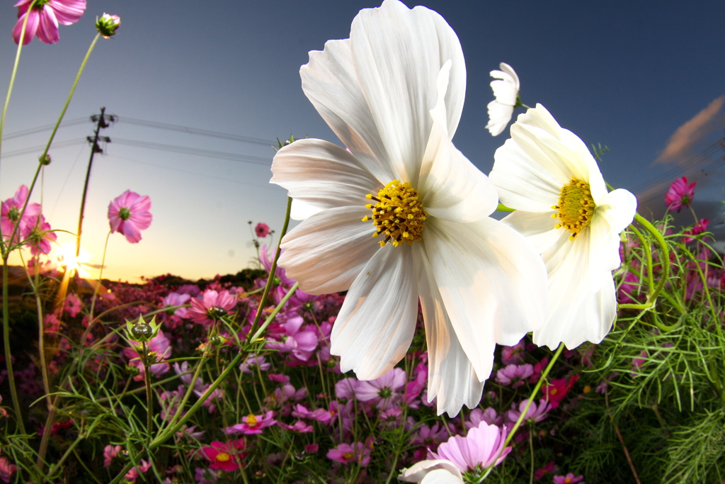 IMG_7459......SILKYPIX_DS_PRO.....