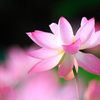 IMG_6548......SILKYPIX_DS_PRO...9...2107