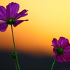 BS6T3534......SILKYPIX_DS_PRO..7...21110