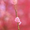 BS6T3338.....SILKYPIX_10__9-----2  .....