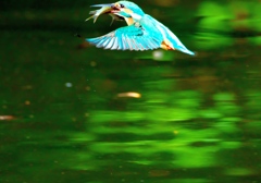 093A2486......SILKYPIX_DS_PRO...93..3