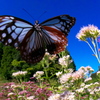 BS6T9930.....SILKYPIX_10__9---5  .....22