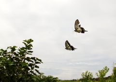 IMG_0743...SILKYPIX...2